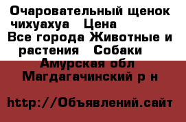 Очаровательный щенок чихуахуа › Цена ­ 40 000 - Все города Животные и растения » Собаки   . Амурская обл.,Магдагачинский р-н